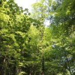 Laubwald im Schmalegger und Rinkenburger Tobel
