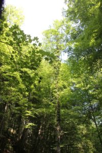 Laubwald im Schmalegger und Rinkenburger Tobel
