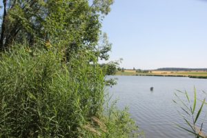Lausheimer Weiher