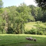 Schafe Waldrand Schmalegger und Rinkenburger Tobel