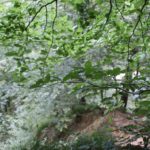 Steiler Abhang Schmalegger und Rinkenburger Tobel