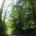 Waldrand Schmalegger und Rinkenburger Tobel