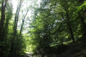 Waldrand Schmalegger und Rinkenburger Tobel