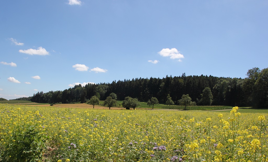 Burgstall Steinishaus Fronreute