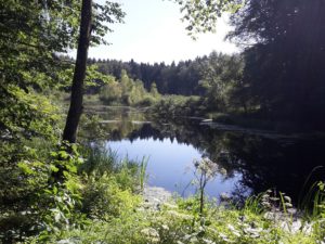 Hagenbacherweiher im Altdorfer Wald
