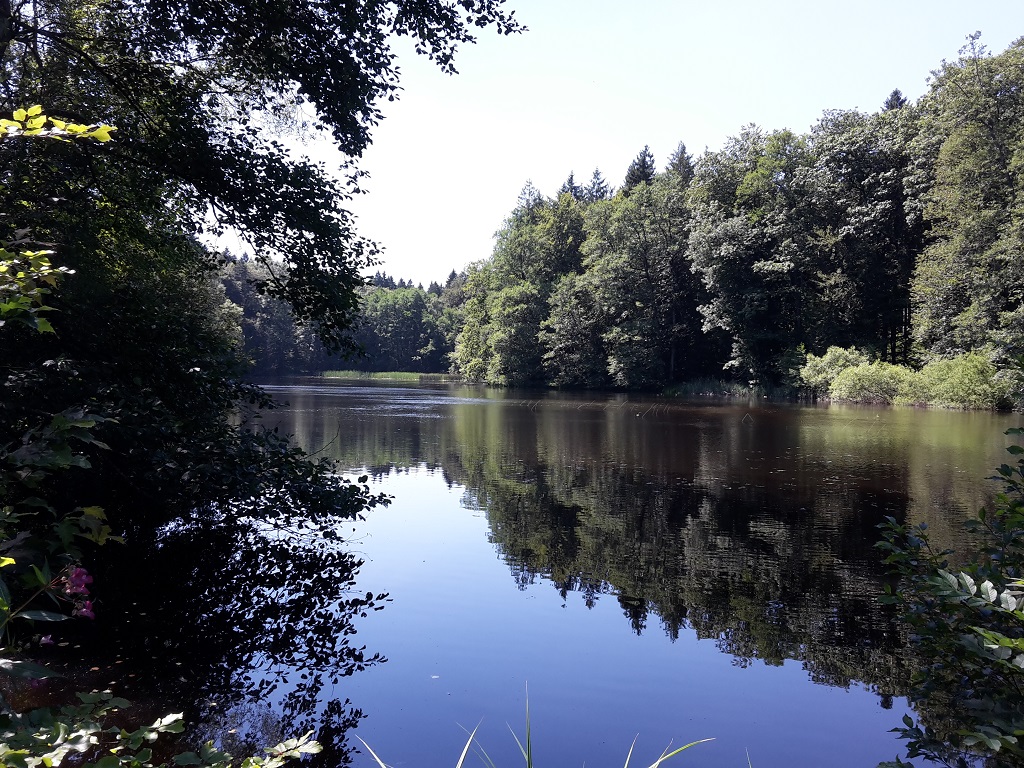 Hagenbacherweiher & Langmoosweiher im Altdorfer Wald