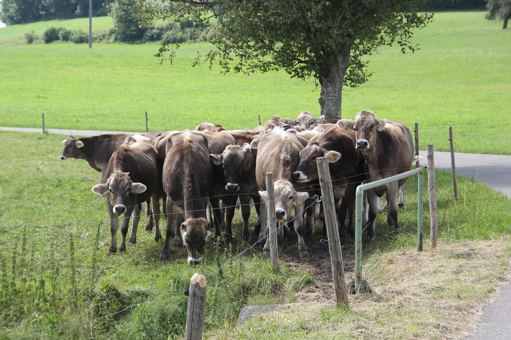 Kuehe im Allgaeu