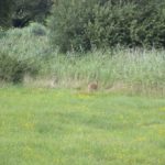 Rehe im Allgaeu