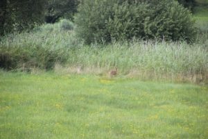 Rehe im Allgaeu