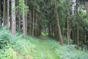 Feldweg Wanderung Illmensee Wilhelmsdorf