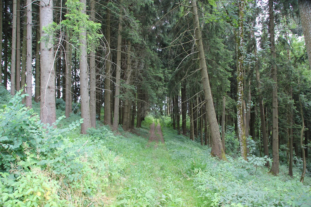 Wanderung Wilhelmsdorf-Illmensee & Legende der Glocke