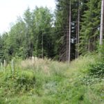 Wald beim Aufstieg Wanderung Illmensee Wilhelmsdorf