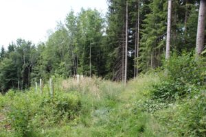 Wald beim Aufstieg Wanderung Illmensee Wilhelmsdorf