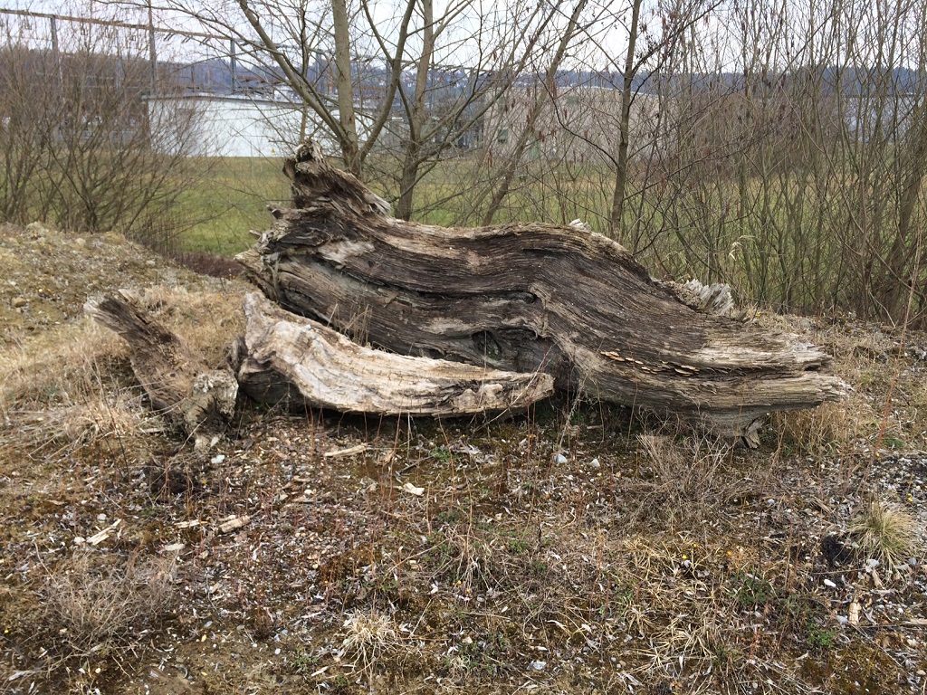 Dendrologie Oberschwabens & Bäume in der Schussen