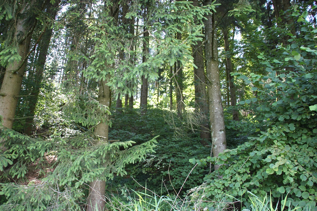 Burg Hünlishofen oder Burg Arnach