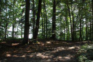 Burgstall im Wald Wolfertsreute