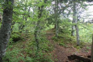 Befestigungsruine Hausen im Tal