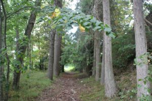 Weg durch Wald Burgruine Hausen im Tal