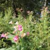 Indisches Springkraut in Oberschwaben Indisches Springkraut Bluete