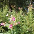Indisches Springkraut Bluete
