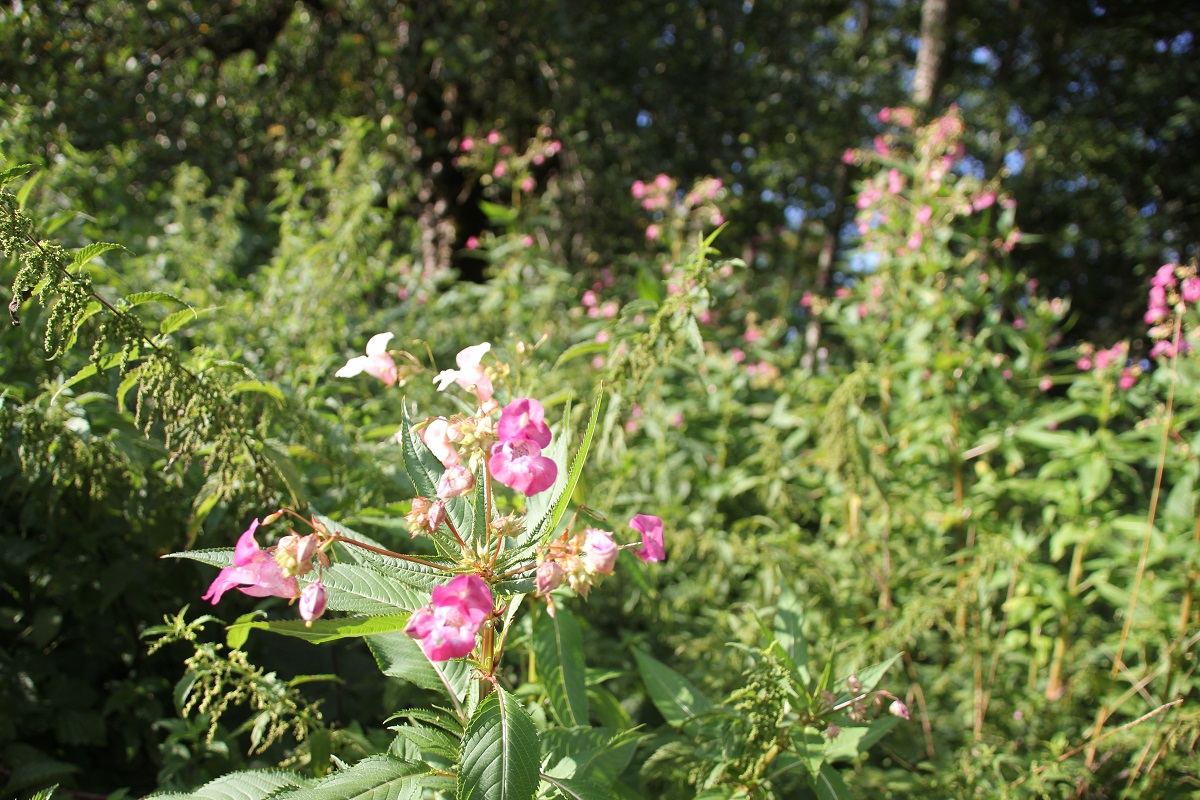 Indisches Springkraut in Oberschwaben