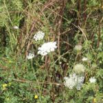 Bienenweide