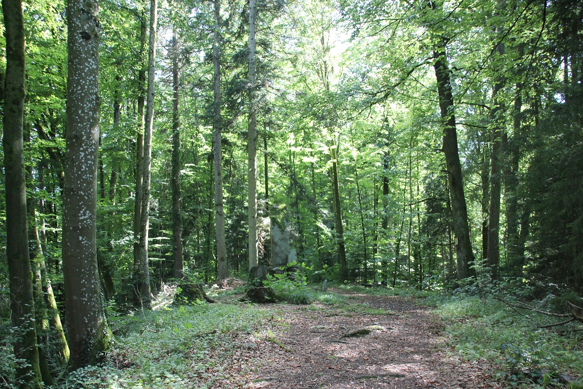 Burgstelle Haslachburg Lauratal