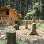 Schweinestall 2