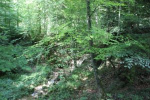 Scherzach Lauratal