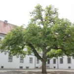 Innenhof Schloss Messkirch