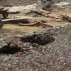 Archäologische Funde im eigenen Garten | Beschäftigung zu Corona-Zeiten Ausgrabung Isny