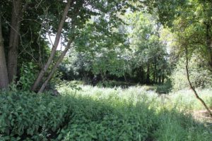 Naturschutzgebiet Mauchenmuehle