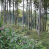 Legende vom Altdorfer Waldweible Altdorfer Wald
