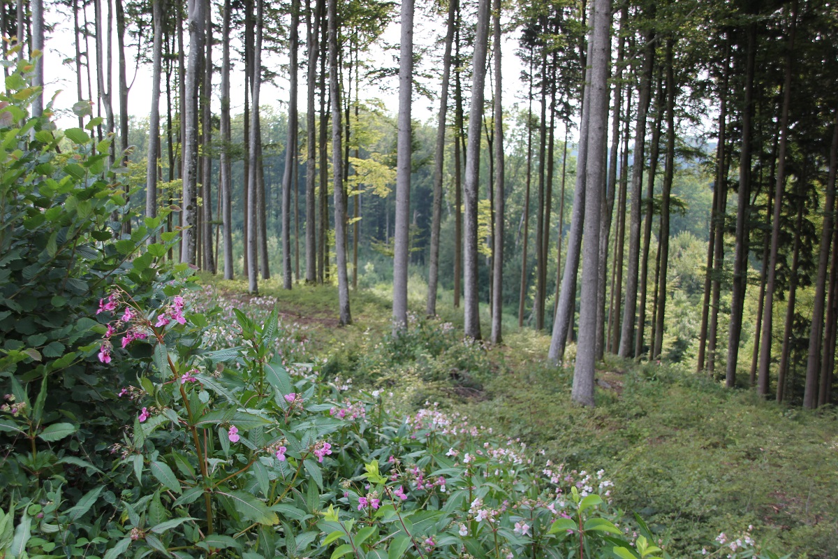 Altdorfer Wald