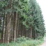 Baeume und Wege im Erolzheimer Wald