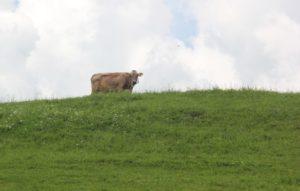 Kuh-auf-Weide