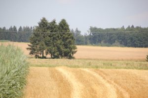 Grabenwall Burgstall Irrenberg 2