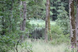 Unzugaenglicher Ilgenweiher