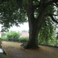 Bank unter Baum Kirche Eggmannsried
