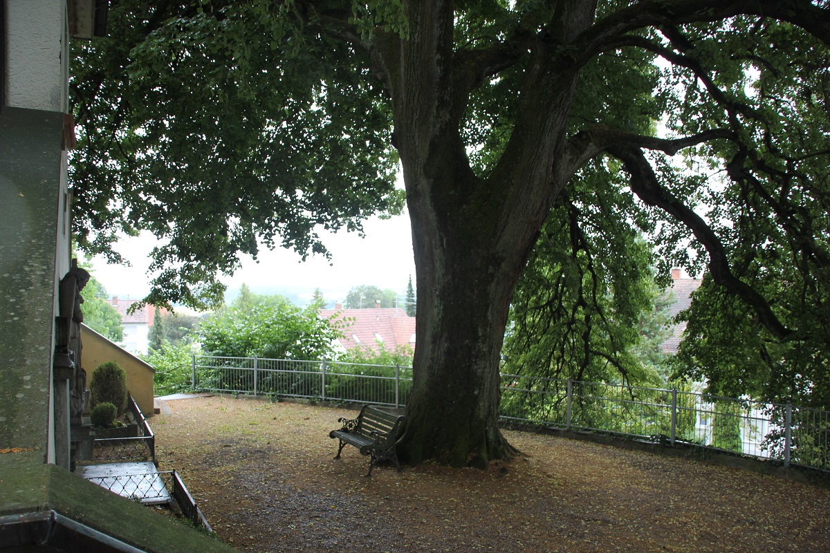 Bank unter Baum Kirche Eggmannsried