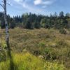 Naturschutzgebiet Bodenmöser Bodenmoeser