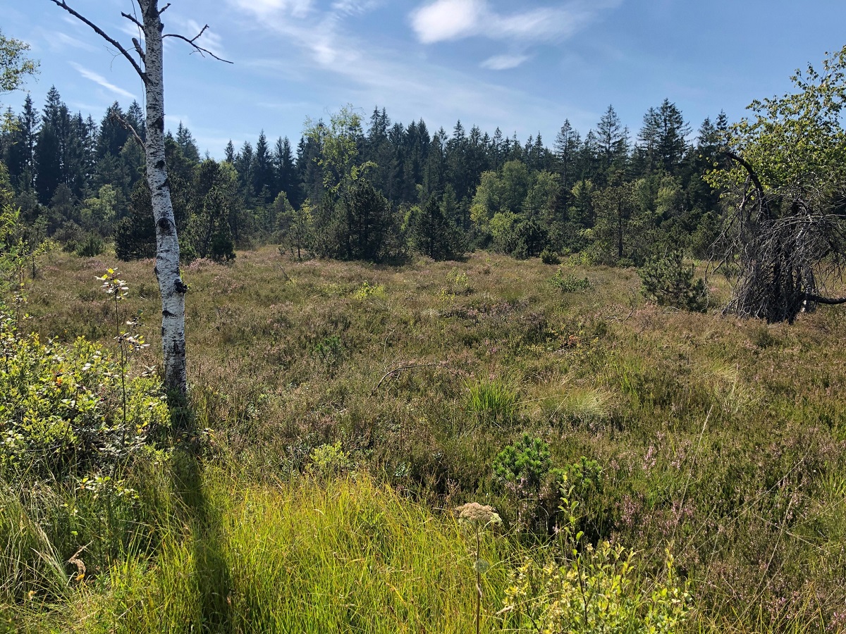 Naturschutzgebiet Bodenmöser