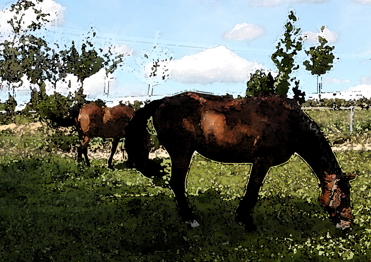 Pferde auf dem Feld