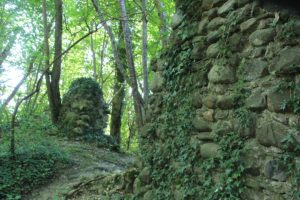 Mauerbewuchs Burgruine Prassberg