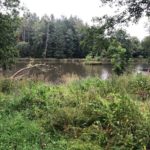 Bihlafinger Weiher Hinterer Enten