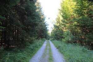 Waldweg Oberreuter Moos