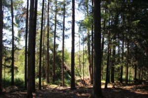 Gründlenmoos Burgstall Bäume