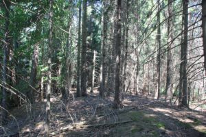 Gründlenmoos Burgstall Hügelplateau