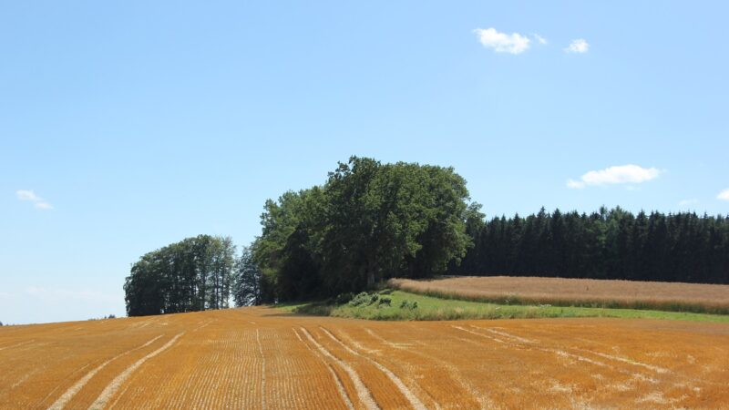 Burgställe Hübschenberg (Fronreute & Grünkraut & Tettnang)