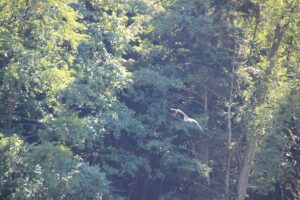 Vogel Holzweiher Neukirch